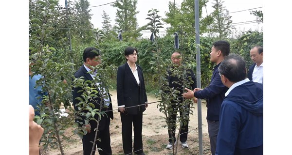 栖霞市市长带队果业中心与苹果种植户代表，到小草沟苗木交流苹果新品种、新模式、新树形管理